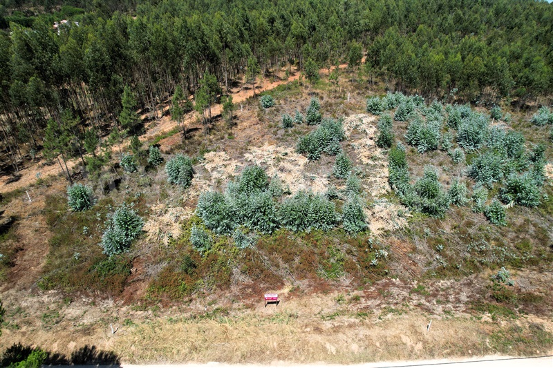 Lote  Torres Vedras, Outeiro da Cabeça - 1496687 - 2