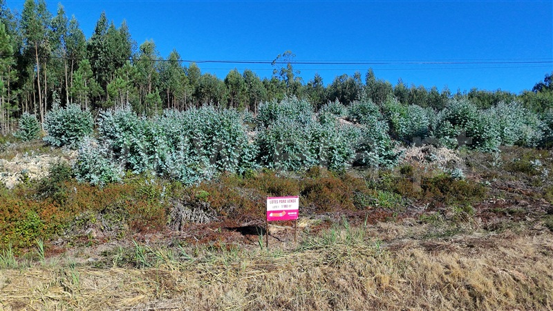 Lote  Torres Vedras, Outeiro da Cabeça - 1496687 - 3