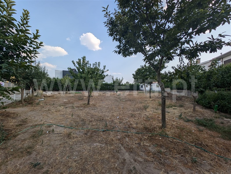 Lote  Trancoso, Trancoso (São Pedro e Santa Maria) e Souto Maior - 1506605 - 20