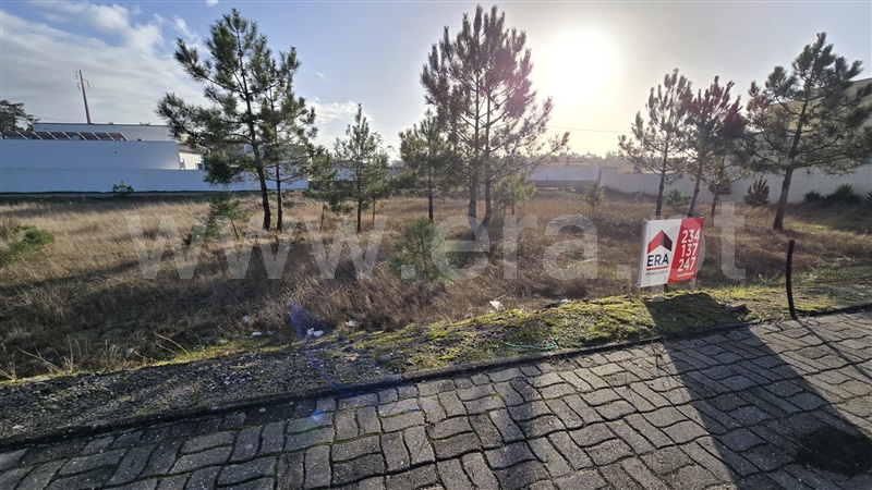 Lote / Vagos, Vagueira