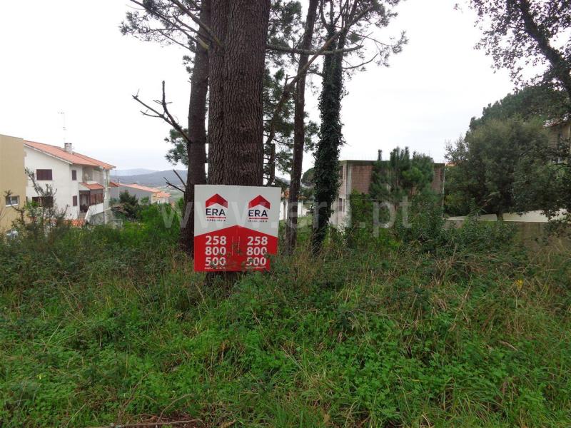 Lote / Viana do Castelo, Anha