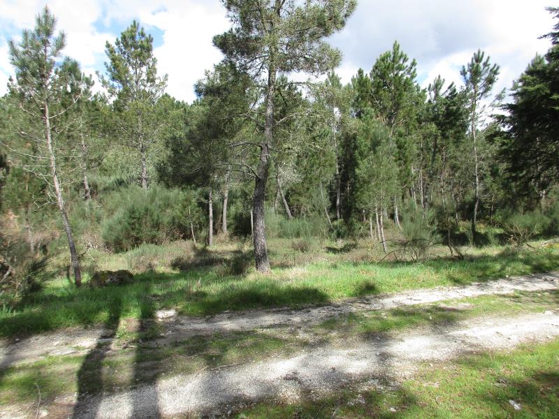 Lote  Vila Nova de Paiva, Vila Nova de Paiva, Alhais e Fráguas - 730665 - 3