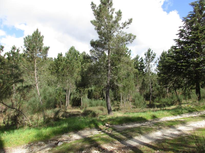 Lote  Vila Nova de Paiva, Vila Nova de Paiva, Alhais e Fráguas - 730665 - 4