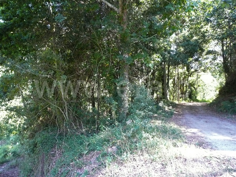 Moinho  Ponte de Lima, Barrio - 1114816 - 7