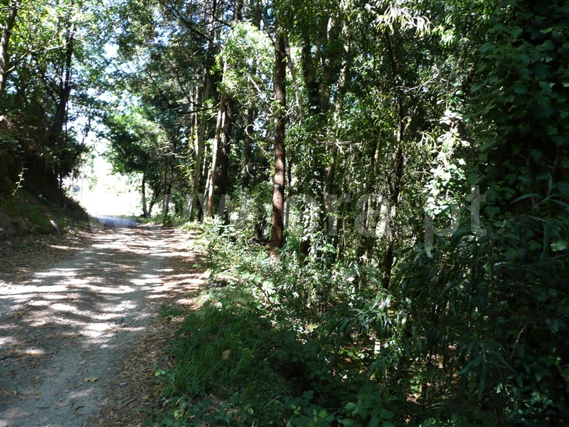 Moinho  Ponte de Lima, Barrio - 1114816 - 9