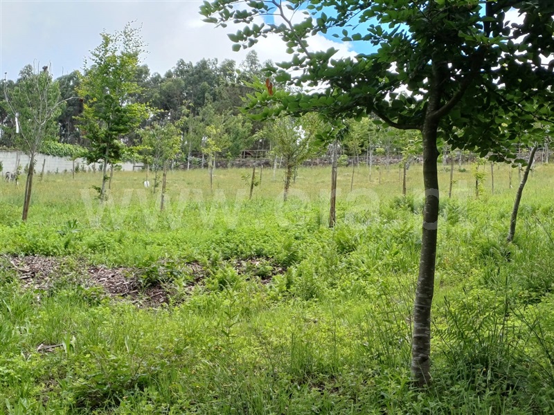 Herdade  Vila Nova de Famalicão, Ribeirão - 1415456 - 7