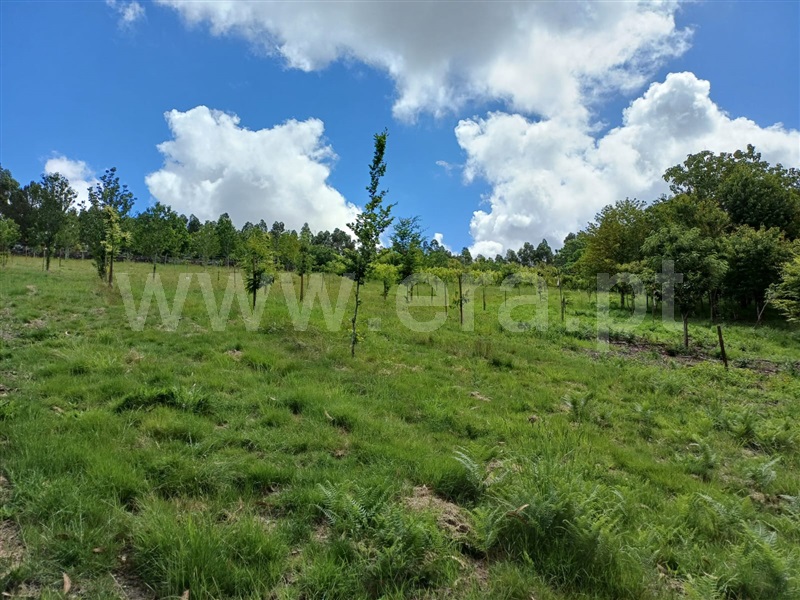Herdade  Vila Nova de Famalicão, Ribeirão - 1415456 - 10
