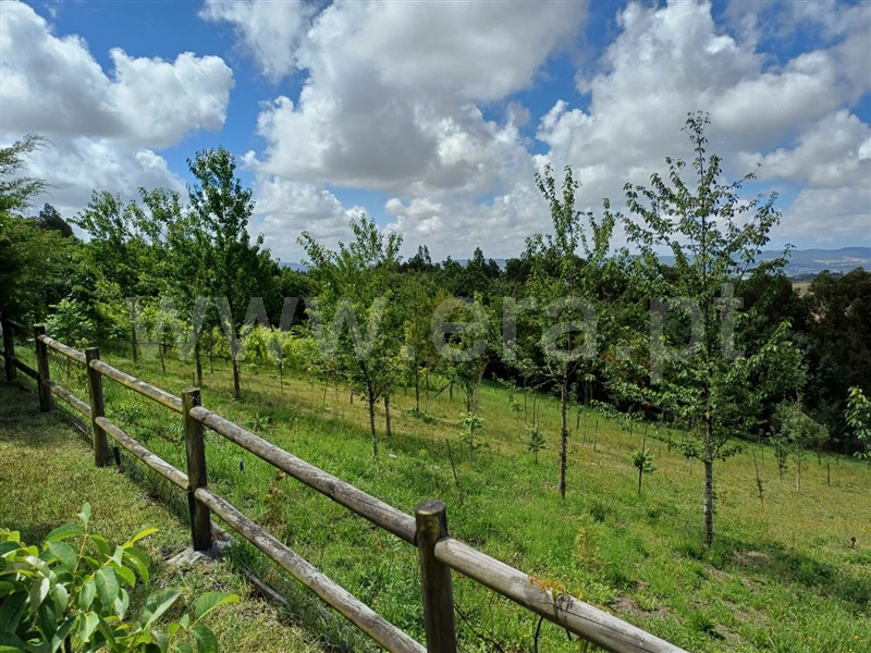 Herdade  Vila Nova de Famalicão, Ribeirão - 1415456 - 12
