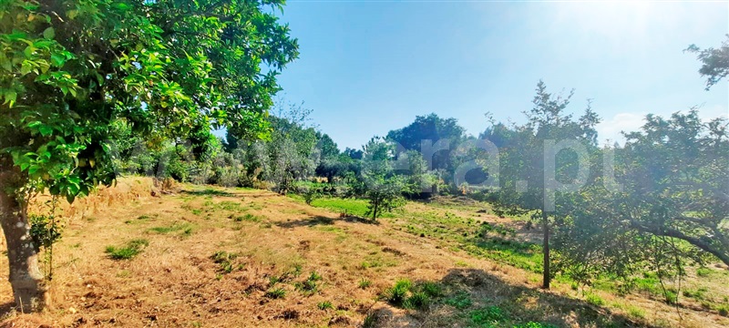 Moradia  Carregal do Sal, Beijós - 1335620 - 3