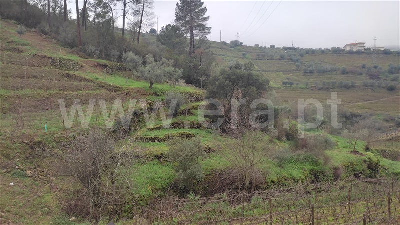 Moradia em Banda T3 Armamar, Vacalar - 1295456 - 13
