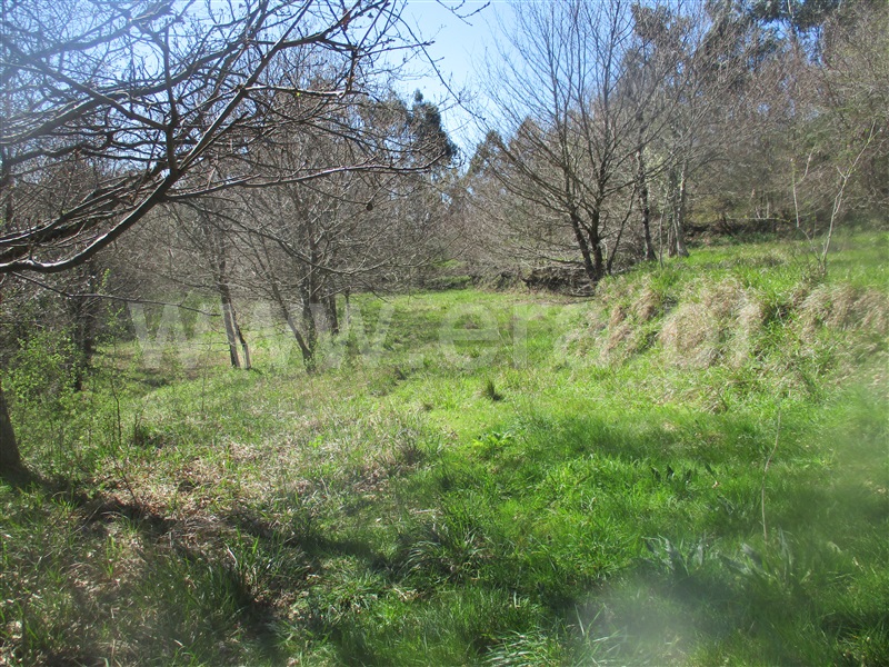 Quinta  Fafe, Ribeiros - 101933 - 20