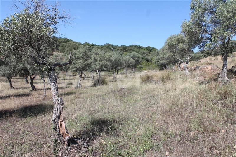 Moradia à venda em Rosmaninhal, Idanha-a-Nova — foto 15