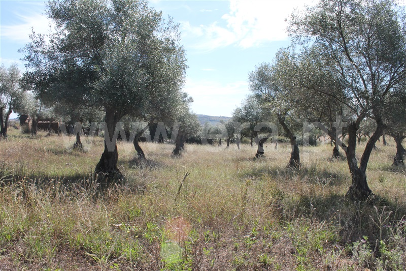 Moradia à venda em Rosmaninhal, Idanha-a-Nova — foto 19
