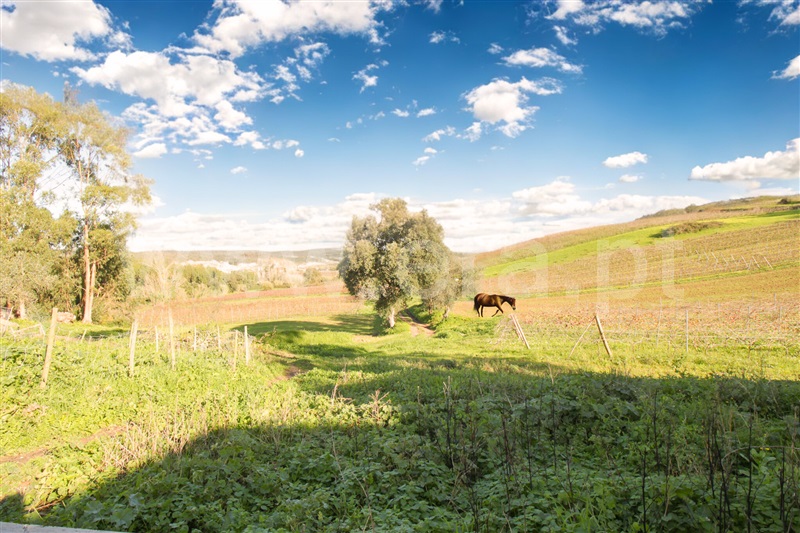 Moradia Isolada  Torres Vedras, Maxial e Monte Redondo - 1373370 - 7