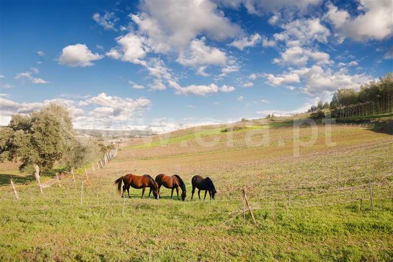 Moradia Isolada  Torres Vedras, Maxial e Monte Redondo - 1373370 - 8