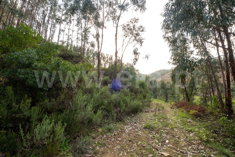 Moradia Isolada T2 com Terreno Monchique, Alferce - 1428540 - 15