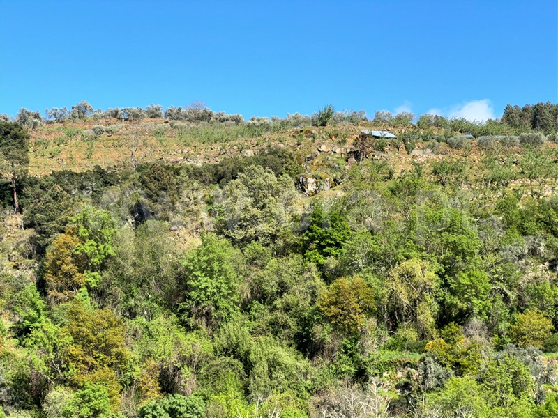 Moradia Isolada T3 Armamar, São Cosmado - 1399570 - 7