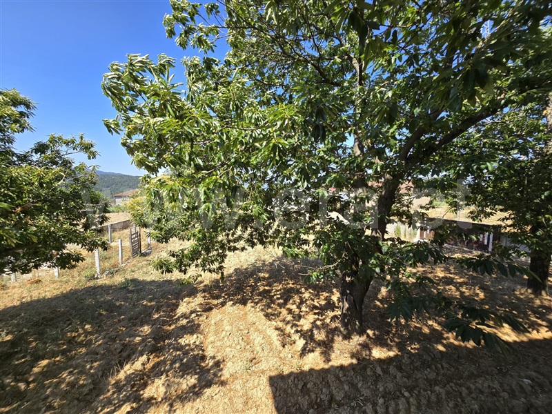 Moradia Isolada T3 Chaves, Santa Leocádia - 1492757 - 2
