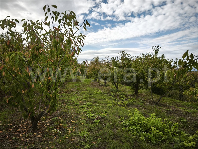 Moradia Isolada T3 Fundão, Donas - 1453039 - 18