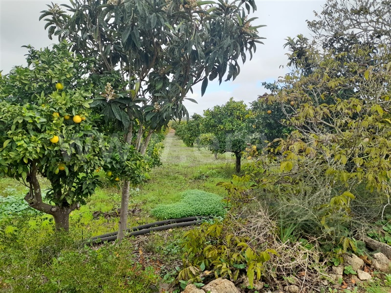 Quinta  Silves, Algoz - 1287937 - 7