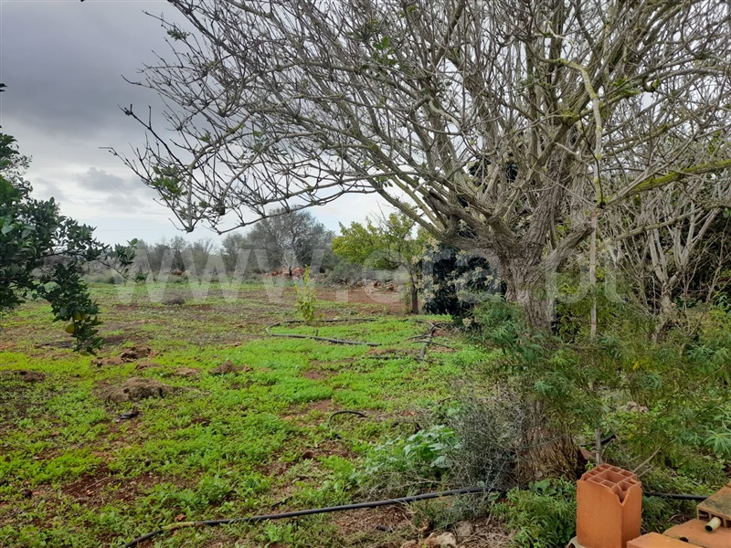 Quinta  Silves, Algoz - 1287937 - 11