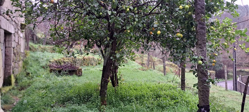 Moradia Isolada T3 com Quintal Vale de Cambra, Cepelos - 1271316 - 15