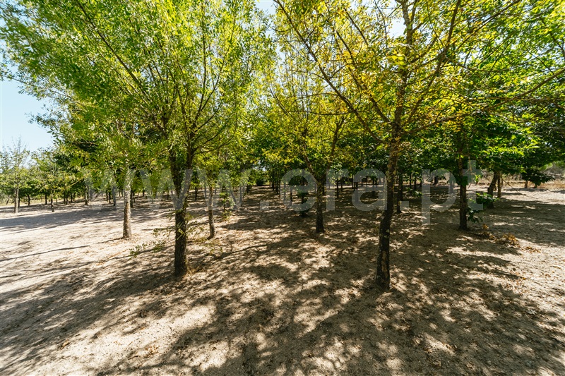 Moradia Isolada T4 Gouveia, Melo e Nabais - 1424276 - 14