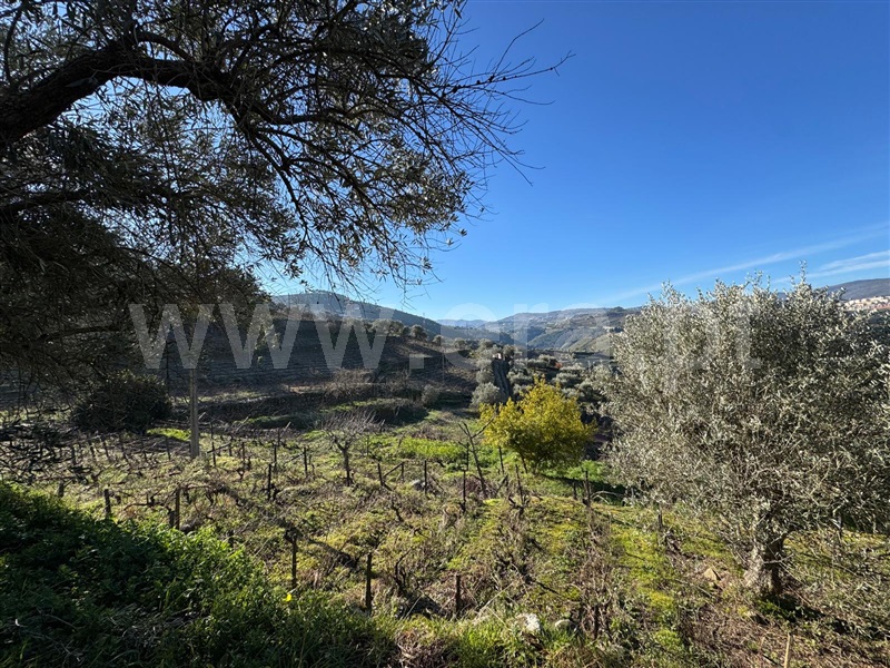 Moradia Isolada T4 Lamego, Figueira - 1452521 - 15