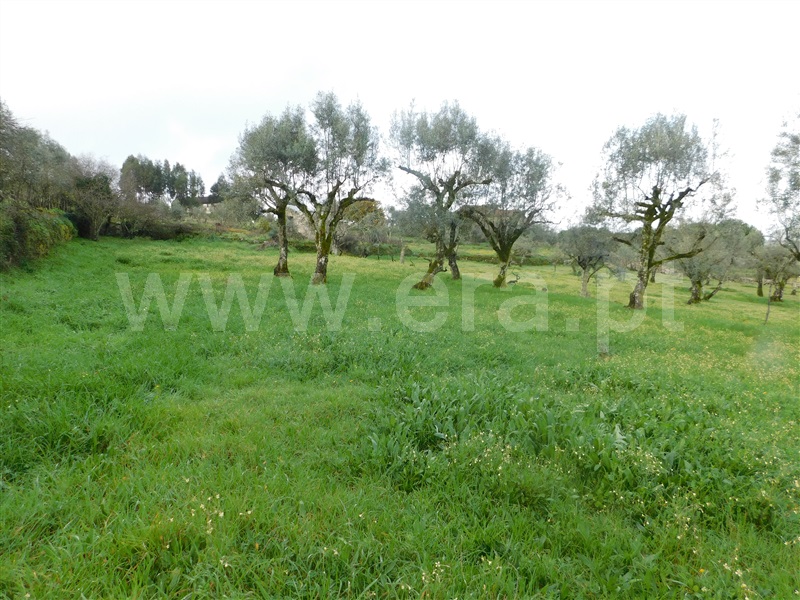 Moradia Isolada T4 Seia, Girabolhos - 1397614 - 4