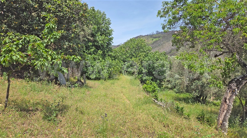 Moradia T4 à venda em Freches, Trancoso, Trancoso — foto 11