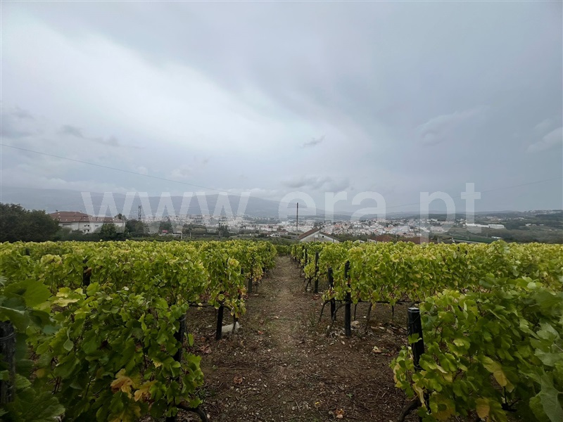 Moradia T4 à venda em Folhadela, Vila Real — foto 14