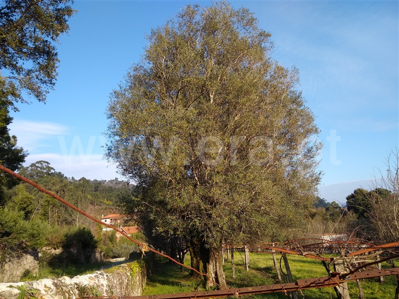 Moradia Rústica  com Terreno Viana do Castelo, Serreleis - 1220569 - 12