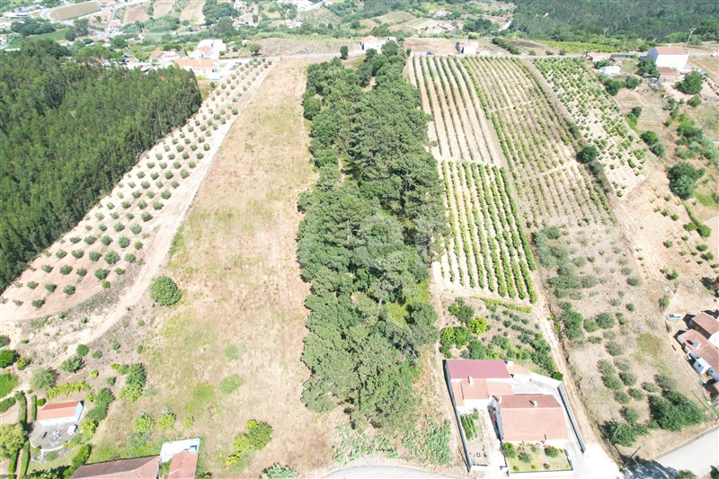 Terreno com ruina  Óbidos, A-dos-Negros - 1493279 - 5