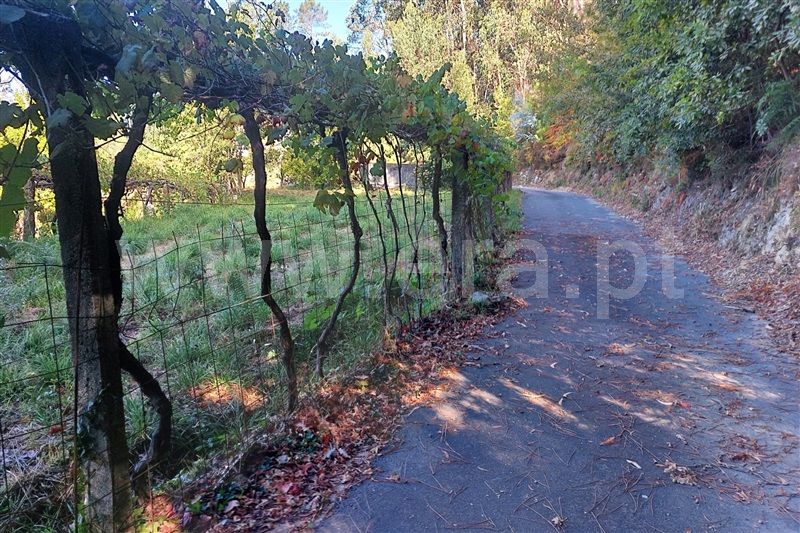 Moradia  Ponte de Lima, Labruja - 1503159 - 1