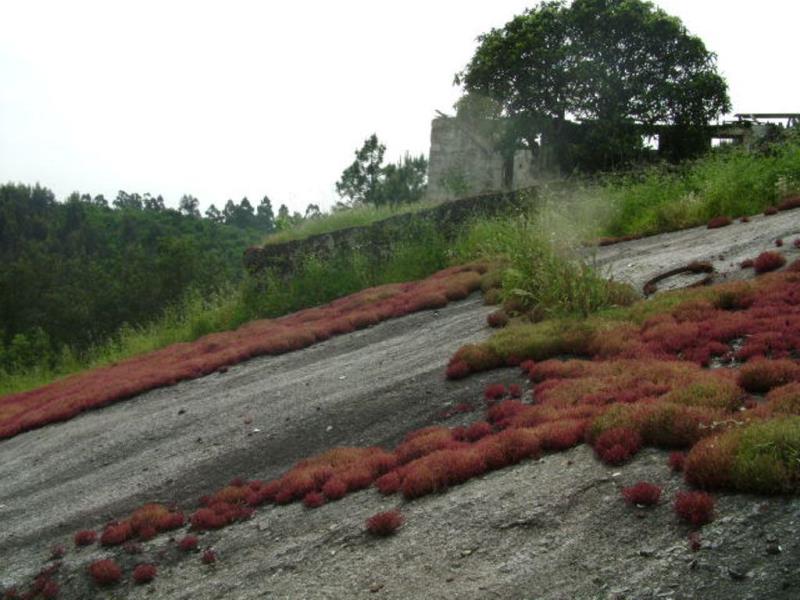 Quinta  Póvoa de Lanhoso, Travassos - 66016 - 12