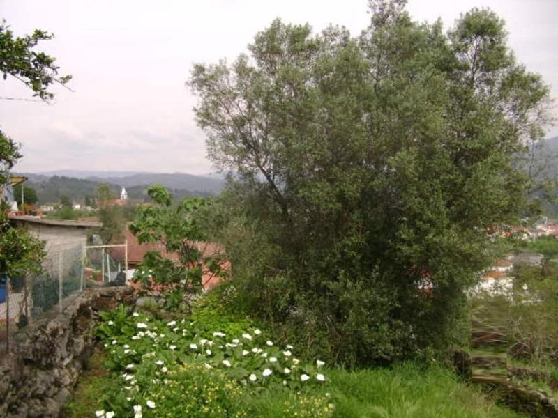 Quinta  Póvoa de Lanhoso, Travassos - 66016 - 17