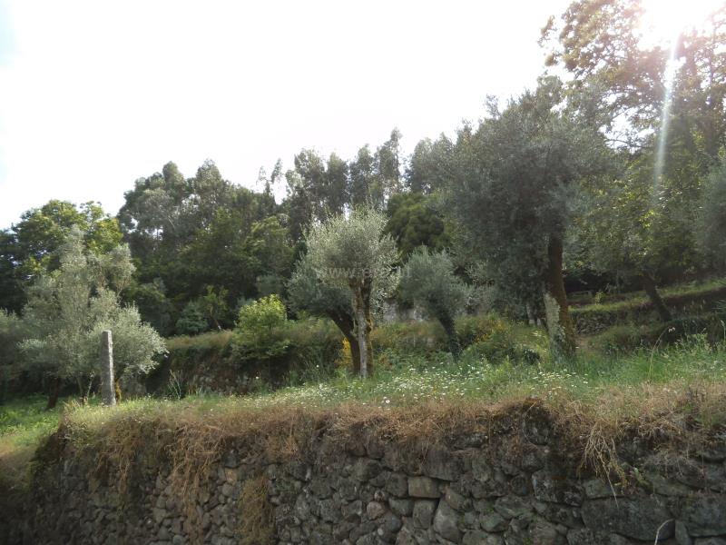 Moradia Rústica  Barcelos, Campo e Tamel (São Pedro Fins) - 745009 - 7