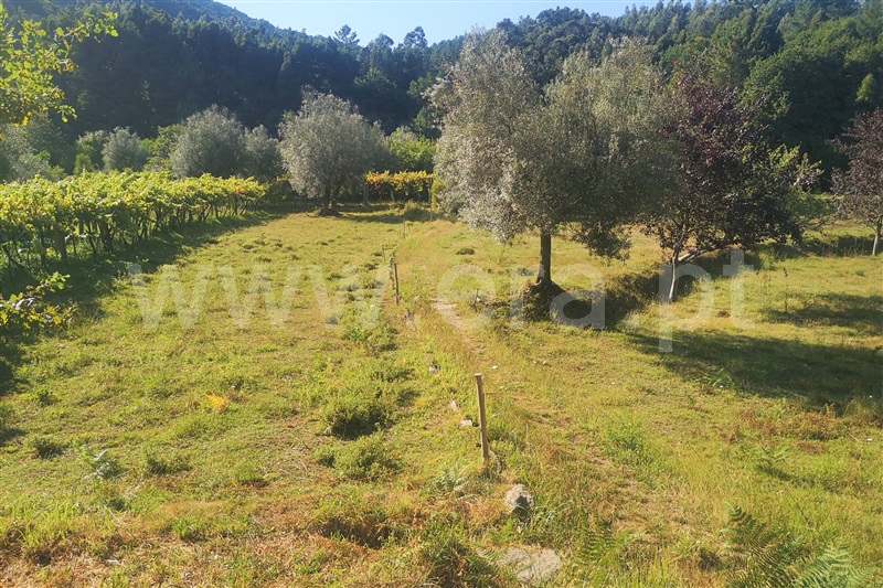 Terreno com ruina  Ponte de Lima, Labruja - 1263685 - 8
