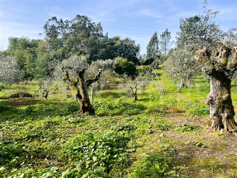 Moradia T3 à venda em Serra e Junceira, Tomar — foto 14