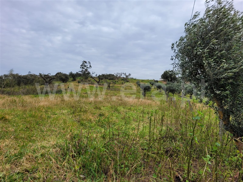 Quinta T1 Alandroal, Alandroal (Nossa Senhora da Conceição), São Brás dos Matos (Mina do Bugalho) e Juromenha (Nossa Senh - 1447061 - 19