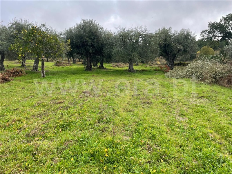 Moradia T1 à venda em Monsanto, Alcanena — foto 13