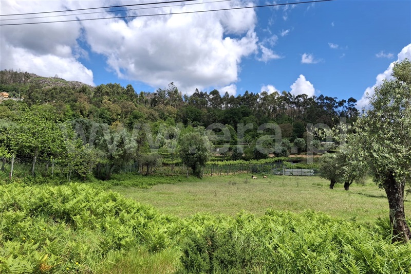 Terreno com ruina  Ponte de Lima, Anais - 1481917 - 6
