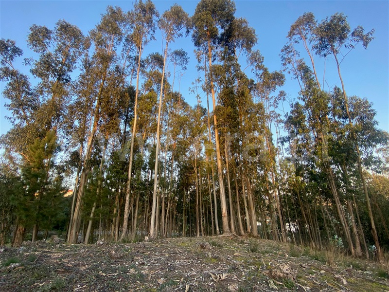 Moradia T2 à venda em Macinhata do Vouga, Águeda — foto 7