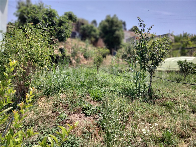 Moradia Isolada T2 Cadaval, Avenal - 1478549 - 9