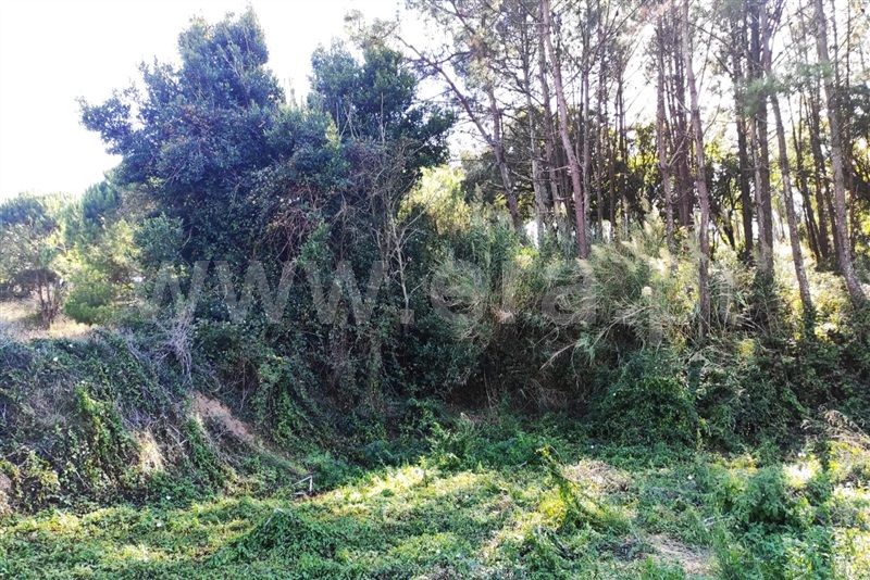 Terreno com ruina  Caldas da Rainha, Alvorninha - 1507729 - 16
