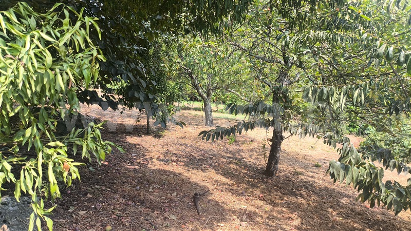 Moradia T2 à venda em Anreade e São Romão de Aregos, Resende — foto 12