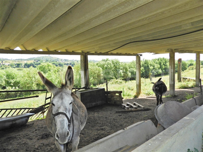 Moradia T2 à venda em Póvoa da Isenta, Santarém — foto 17