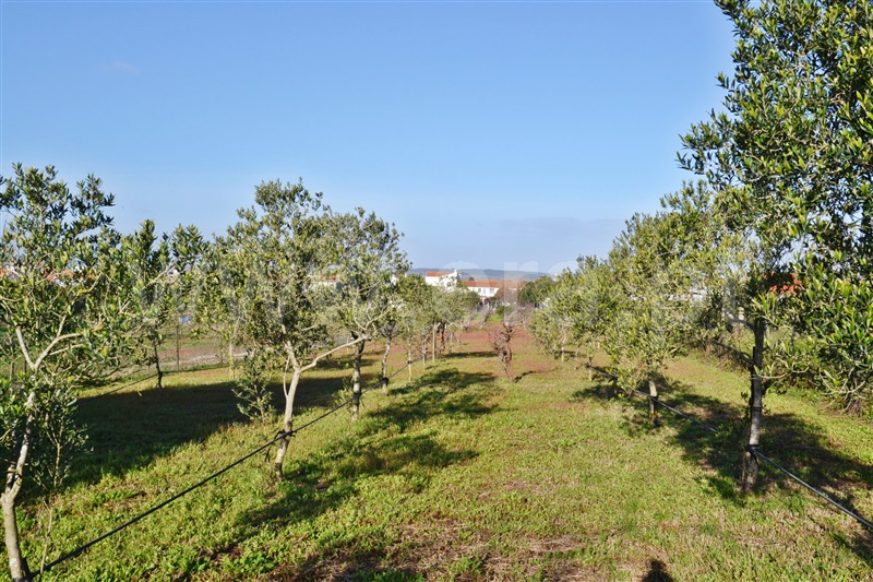 Moradia T3 Alpiarça, Alpiarça - 1456426 - 11
