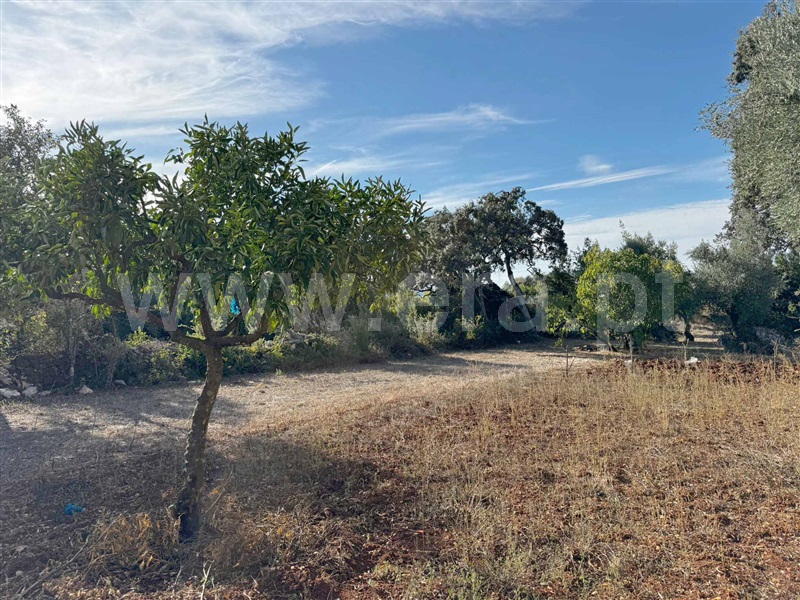 Moradia T3 Alvaiázere, Pelmá - 1509440 - 11