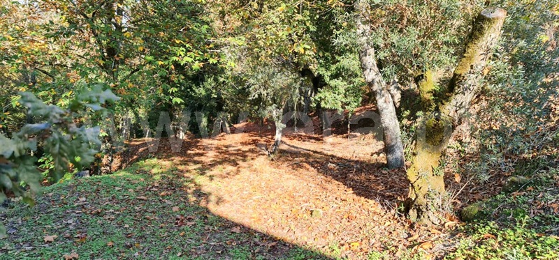 Moradia T3 Amarante, Mancelos - 781245 - 5